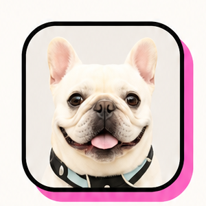 一只可爱的法国斗牛犬